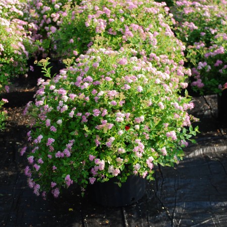 Спирея японская Little Princess 40-60 см