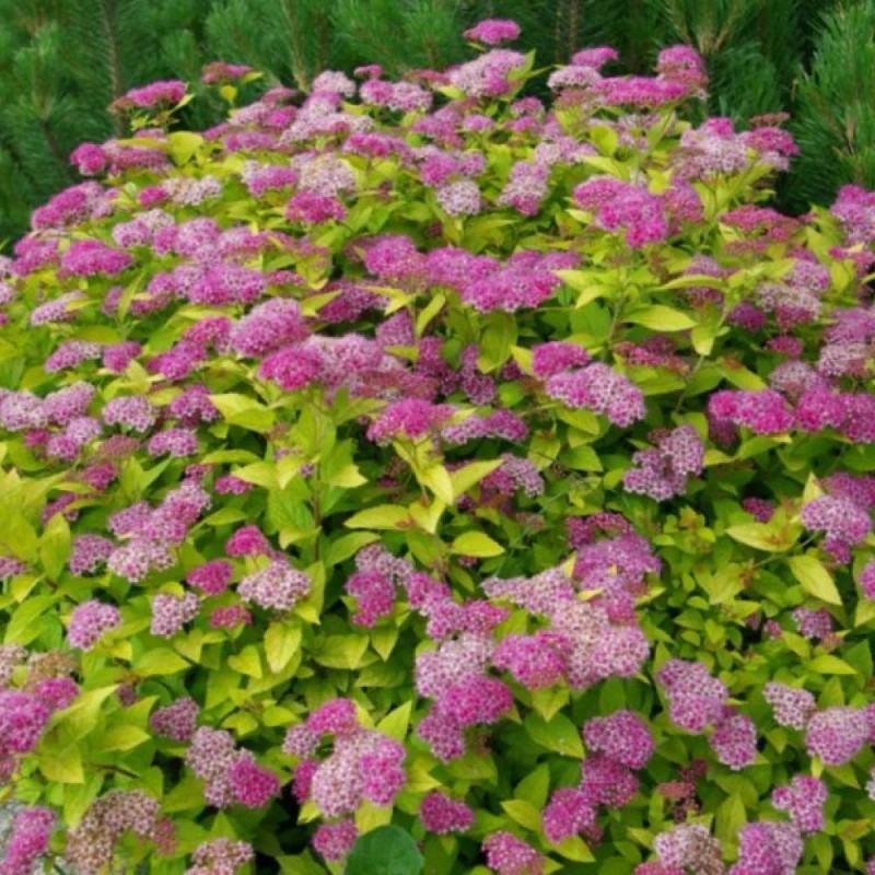 Спирея японская Golden Princess 40-60 см