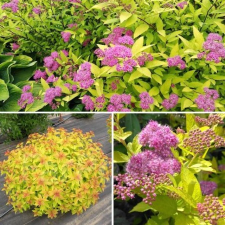 Спирея японская Golden Princess 40-60 см