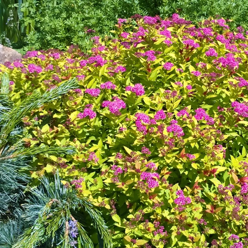 Спирея японская Golden Princess 40-60 см