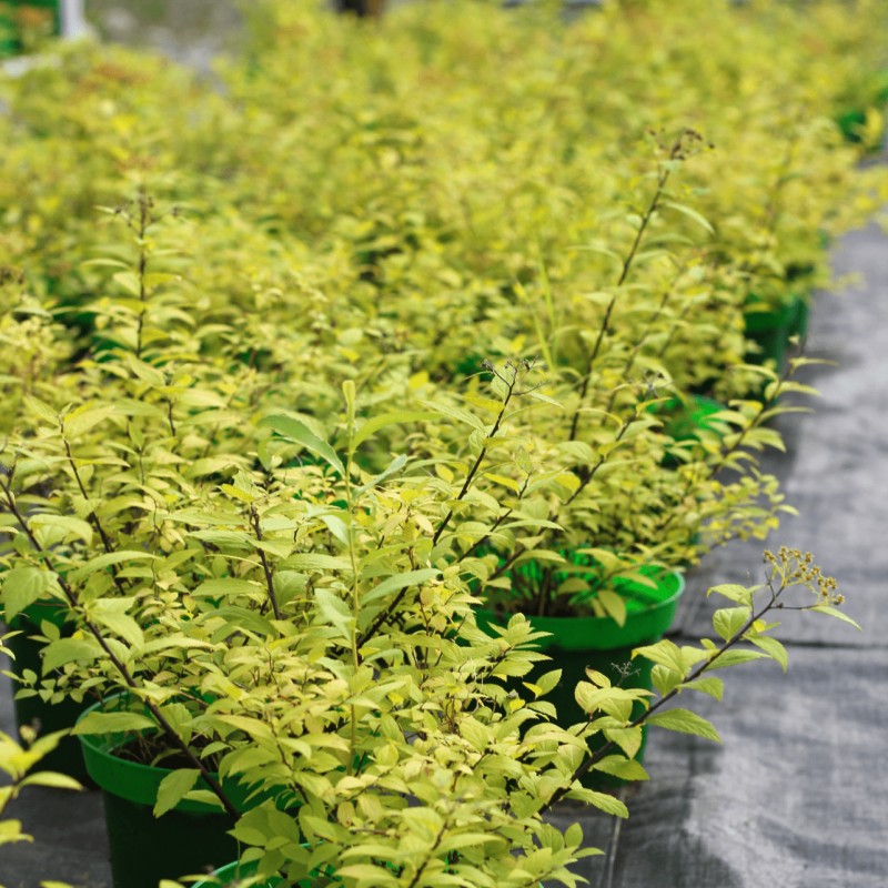 Спирея японская Golden Princess 40-60 см