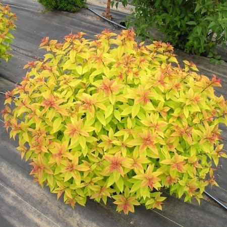 Спирея японская Golden Princess 40-60 см