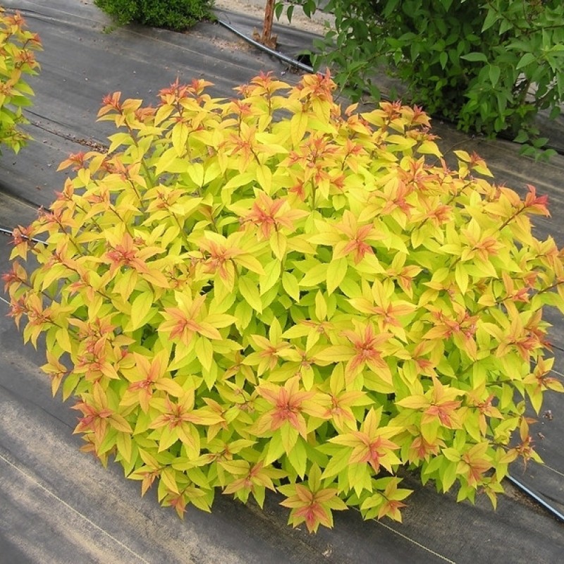 Спирея японская Golden Princess 40-60 см