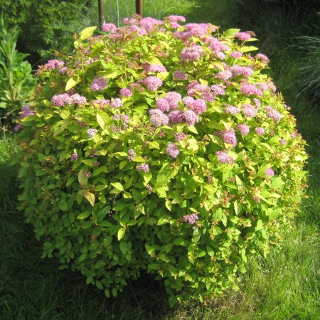 Спирея японская Golden Princess 40-60 см