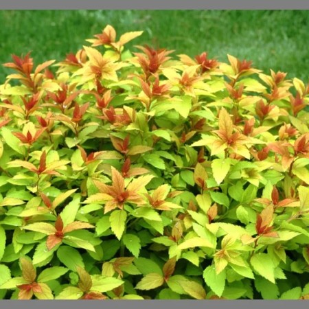 Спирея японская Green & Gold 40-60 см