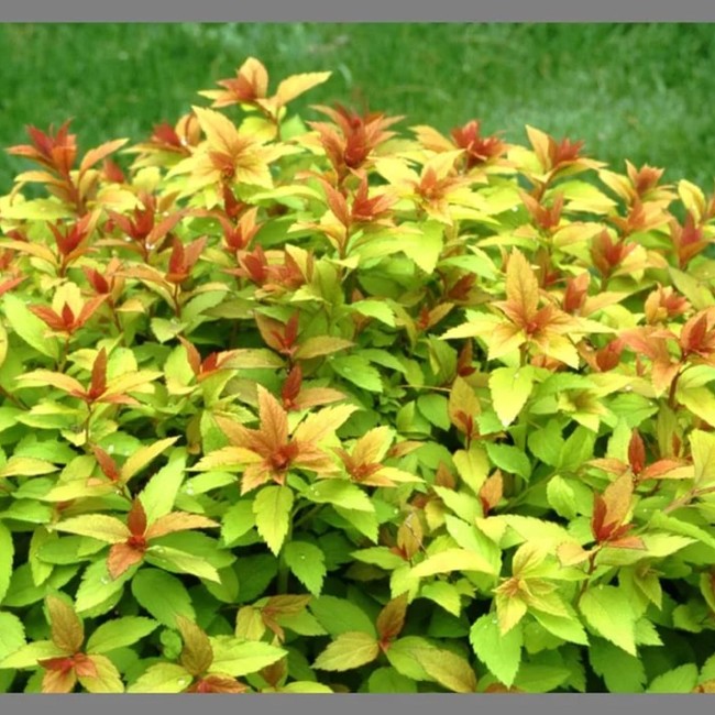 Спирея японская Green & Gold 40-60 см
