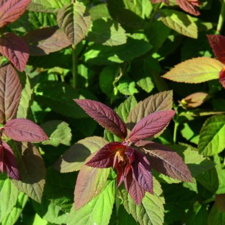 Спирея японская Green & Gold 40-60 см