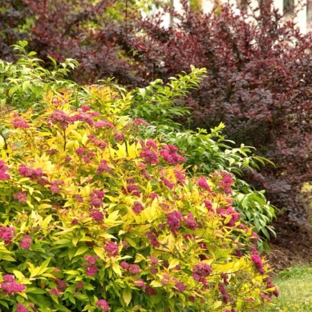 Спирея японская Green & Gold 40-60 см