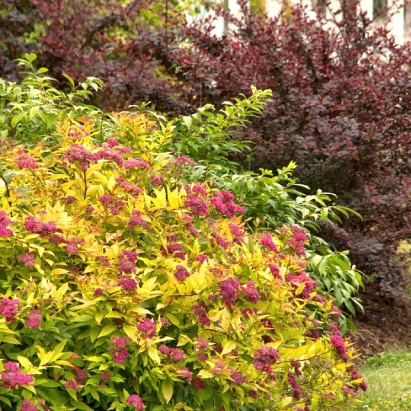 Спирея японская Green & Gold 40-60 см