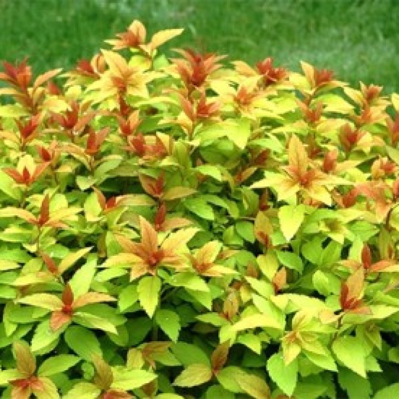Спирея японская Green & Gold 40-60 см