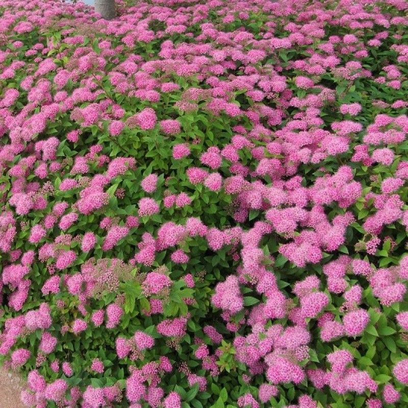 Спирея японская Магнум Роуз 40-60 см