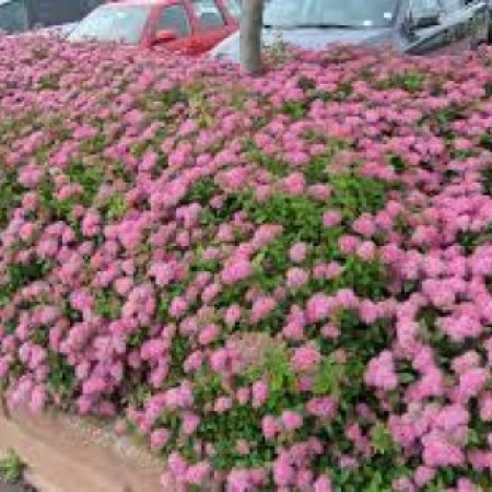 Спирея японская Магнум Роуз 40-60 см