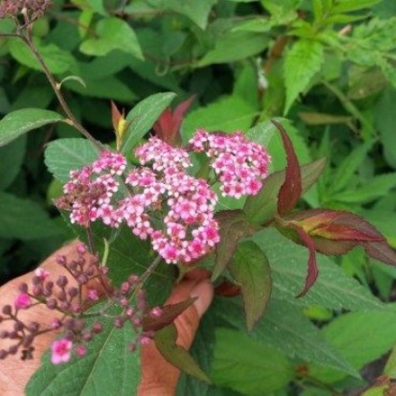 Спирея японская Магнум Роуз 40-60 см