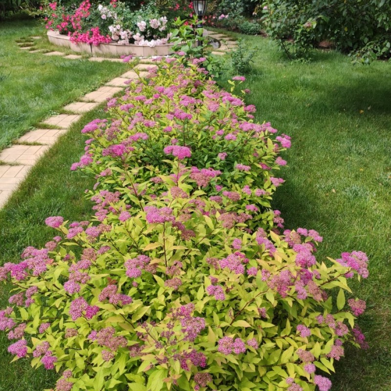 Спирея японская Магнум Роуз 40-60 см