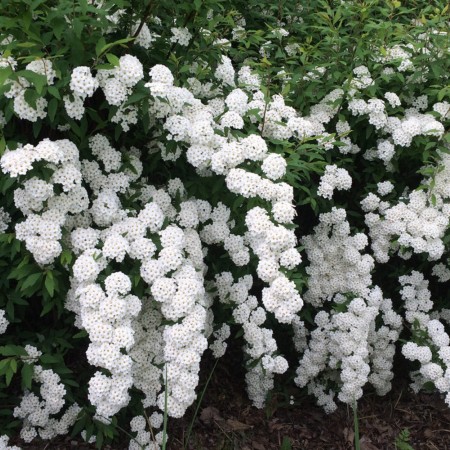 Спирея Вангутта 40-60 см