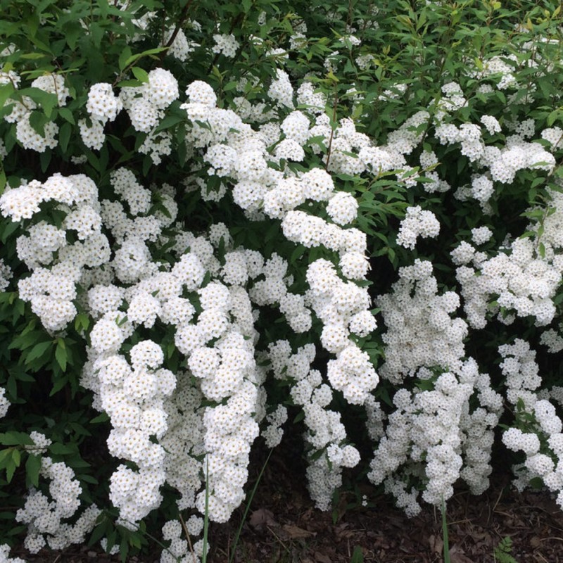 Спирея Вангутта 40-60 см