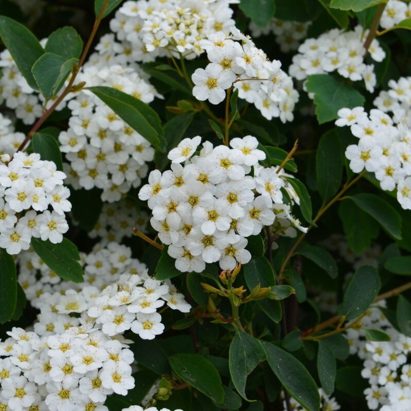 Спирея Вангутта 40-60 см