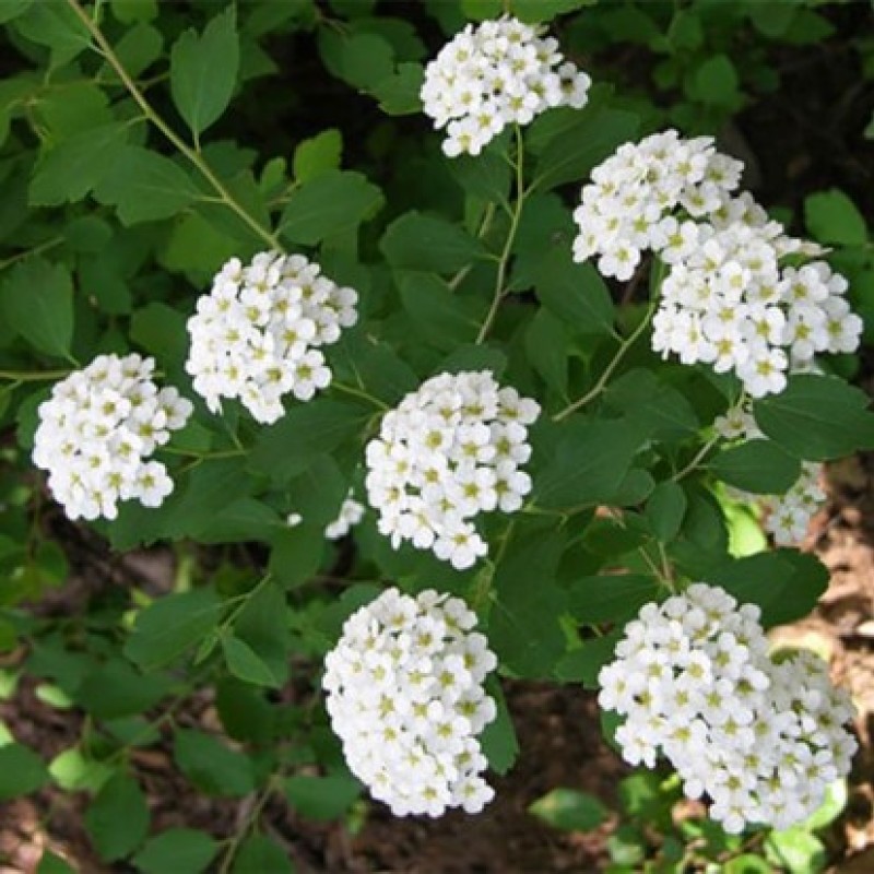 Спирея Вангутта 40-60 см