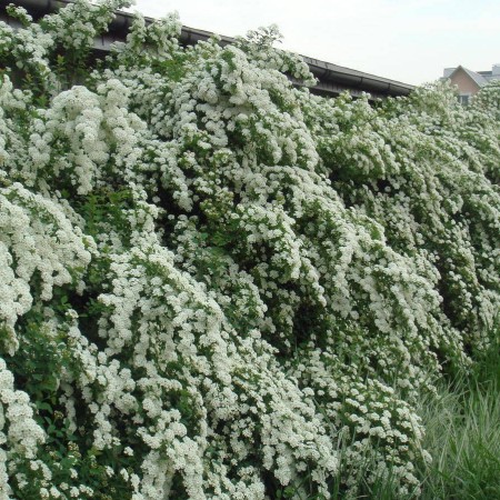 Спирея Вангутта 40-60 см