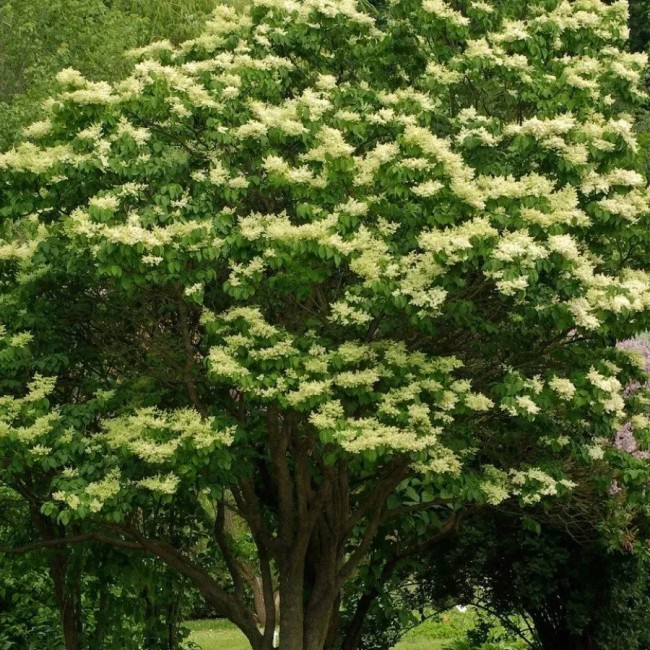 Сирень Амурская 80-100 см