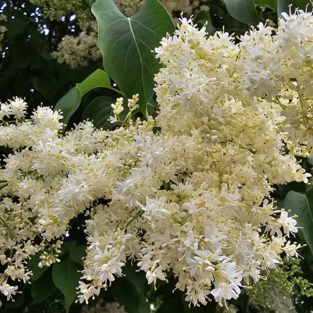 Сирень Амурская 80-100 см