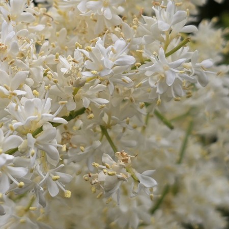 Сирень Амурская 80-100 см