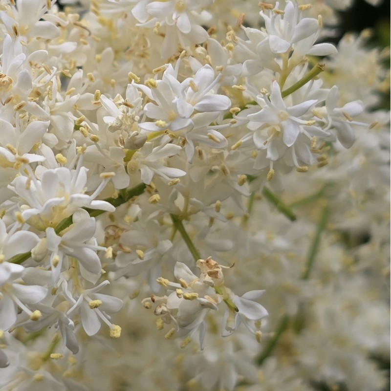 Сирень Амурская 80-100 см