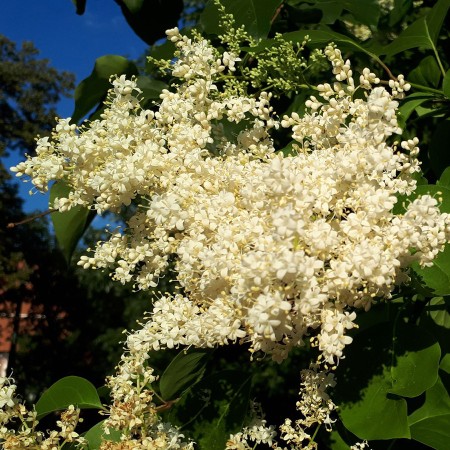 Сирень Амурская 80-100 см