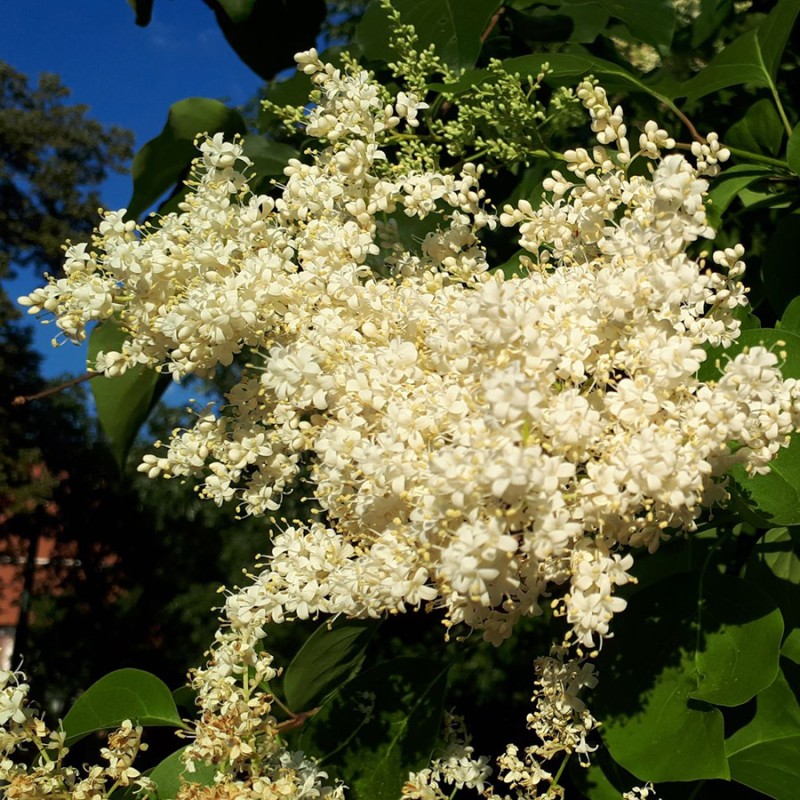 Сирень Амурская 80-100 см