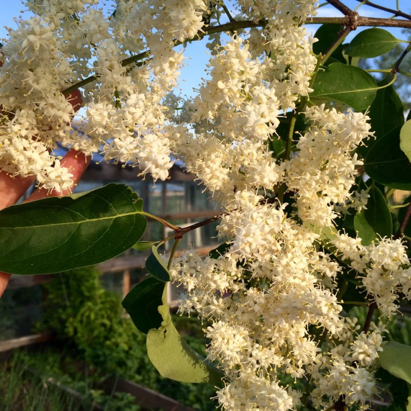 Сирень Амурская 80-100 см