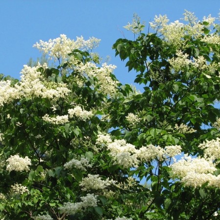 Сирень Амурская 80-100 см