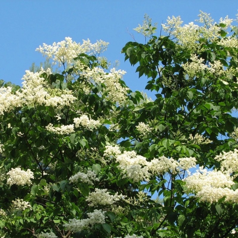 Сирень Амурская 80-100 см