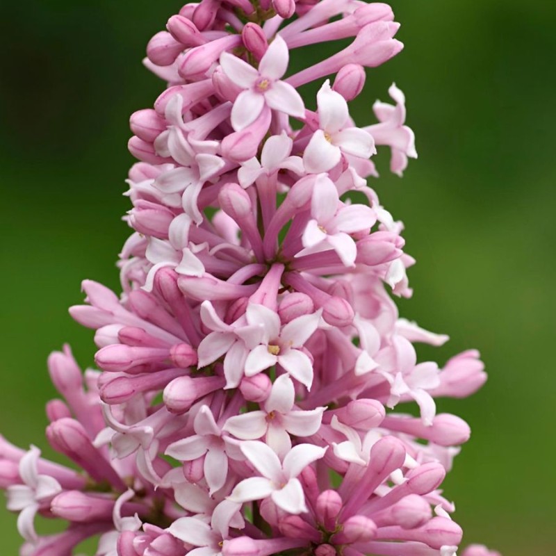 Сирень Венгерская 80-100 см