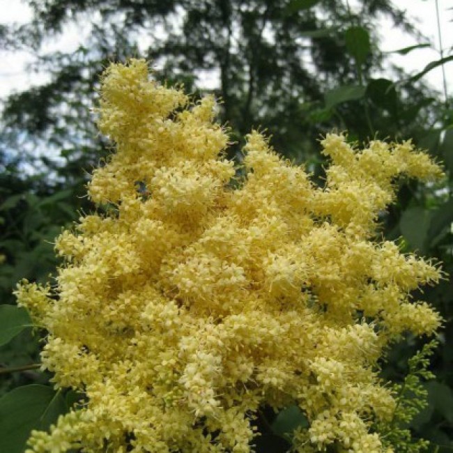 Сирень Пекинская 80-100 см