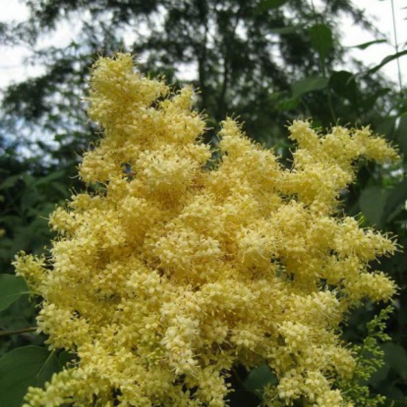 Сирень Пекинская 80-100 см