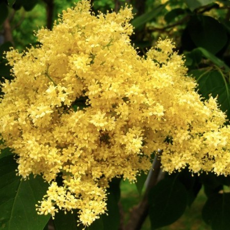 Сирень Пекинская 80-100 см