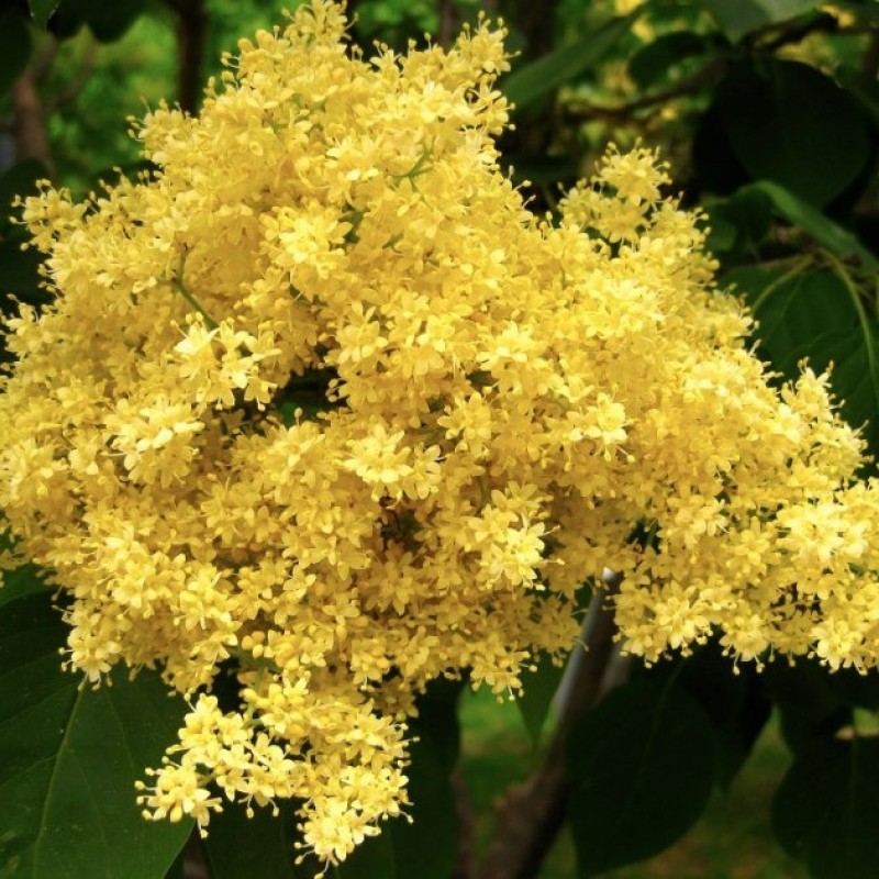 Сирень Пекинская 80-100 см