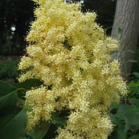 Сирень Пекинская 80-100 см