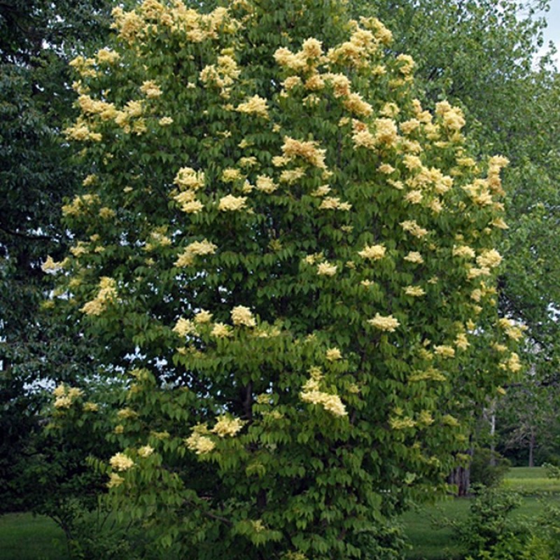 Сирень Пекинская 80-100 см