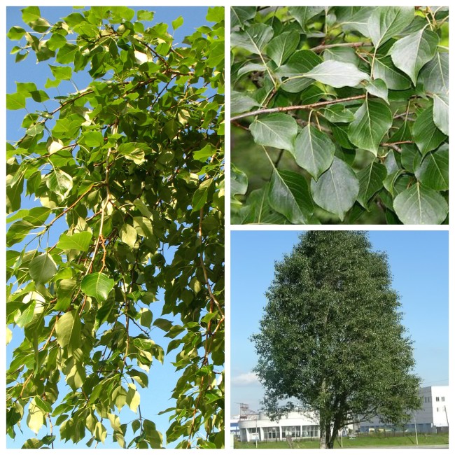 Тополь Симона (Китайский) 40-60 см