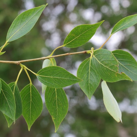 Тополь Симона (Китайский) 40-60 см