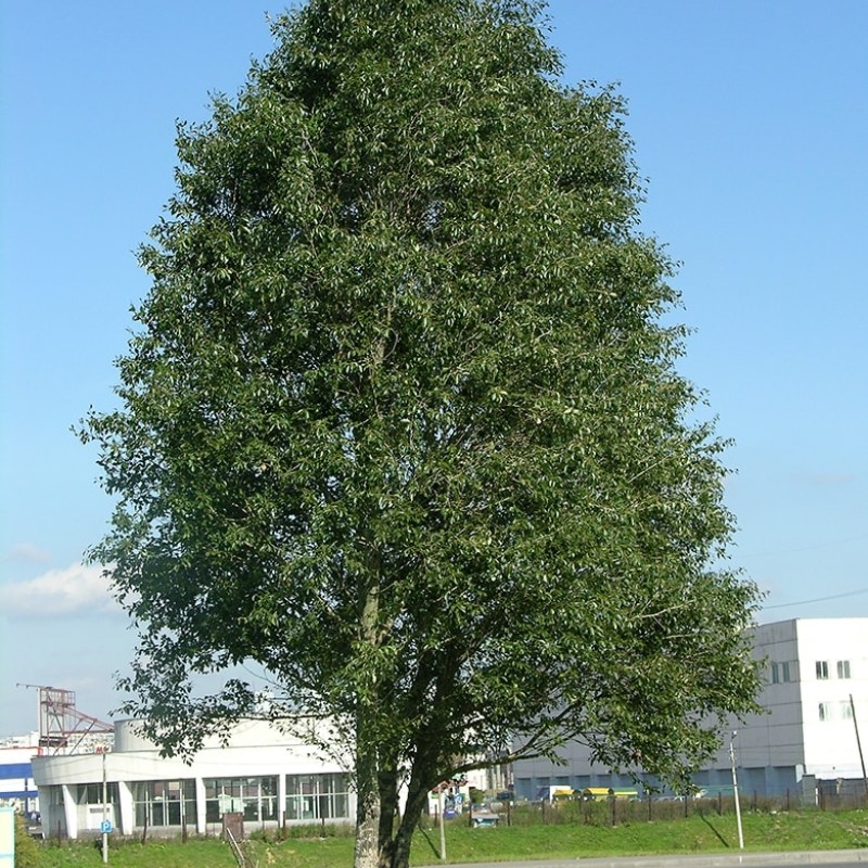 Тополь Симона (Китайский) 40-60 см