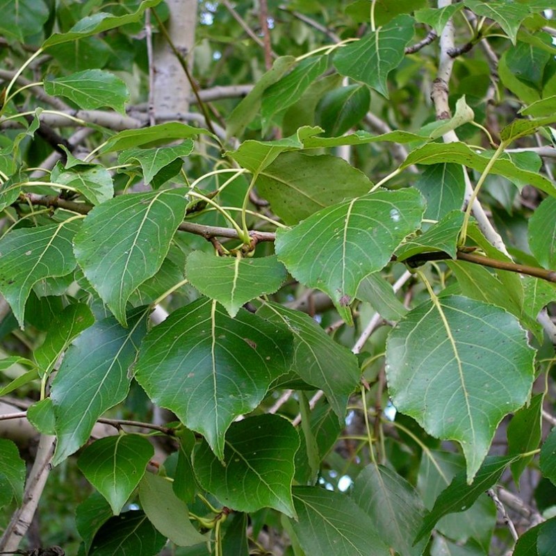 Тополь Симона (Китайский) 40-60 см