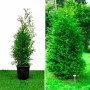 Туя западная Brabant  50-90 см