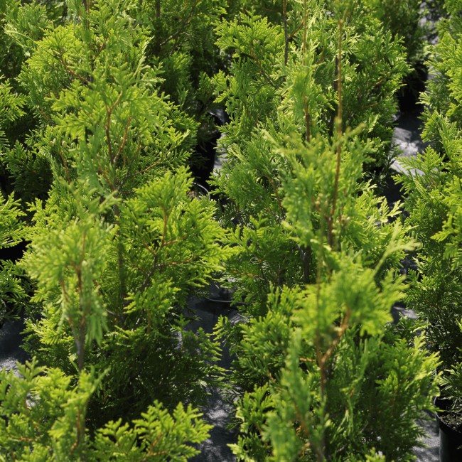 Туя западная Yellow Ribbon 30-70 см