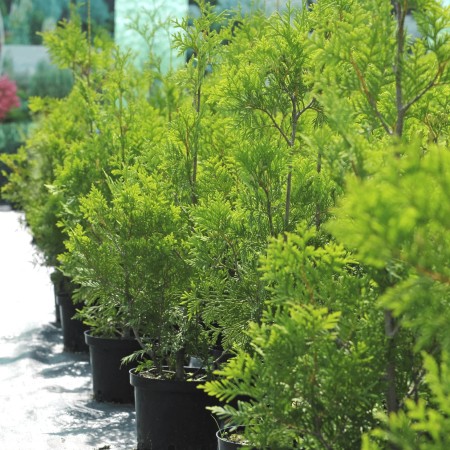 Туя западная Yellow Ribbon 30-70 см