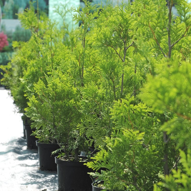 Туя западная Yellow Ribbon 30-70 см