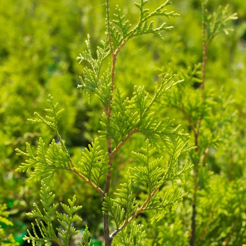 Туя западная Yellow Ribbon 30-70 см