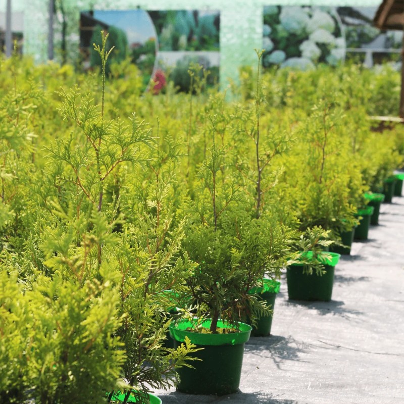 Туя западная Yellow Ribbon 30-70 см