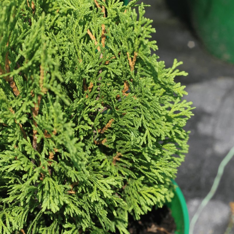 Туя западная Miky 20-40 см